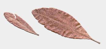 Myrica pensylvanica/gale: Gale leaves
