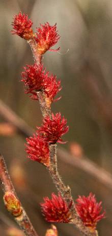 Myrica gale: Gagelstrauch, weibliche Blüten