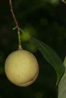 Myristica fragrans: Unripe nutmeg fruit