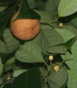 Myristica fragrans: Muskat-Blüten und unreife Frucht
