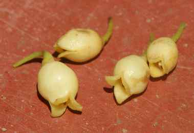 Myristica fragrans: Nutmeg flowers