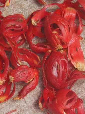 Myristica fragrans: Drying mace in Sri Lanka