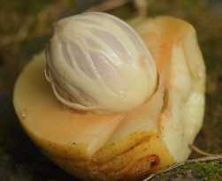 Myristica fragrans: Immature nutmeg drupe split open, showing kernel and aril (mace)