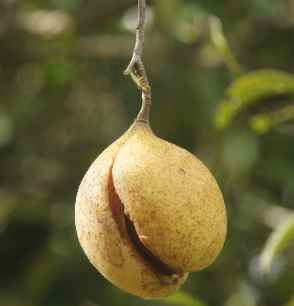 Myristica fragrans: Ripe nutmeg fruit