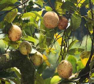 Myristica fragrans: Muskatnüsse am Baum