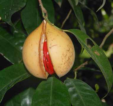 Myristica fragrans: Reife Muskatfrucht mit sichtbarem Arillus