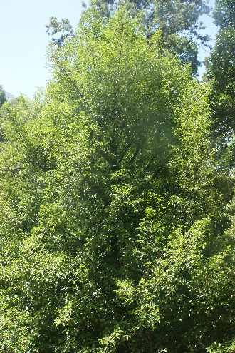 Myristica fragrans: Nutmeg tree in Tamil Nadu, India