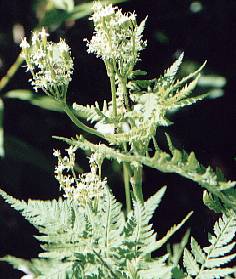 Myrrhis odorata: Süssdolde (Pflanze)