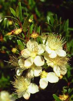 Myrtus communis: Myrtle flower