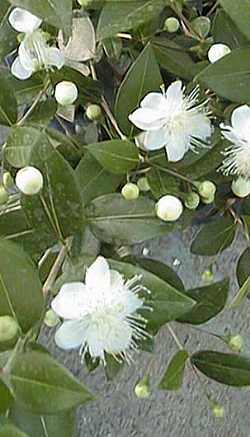 Myrtus communis: Myrtle branch with flowers