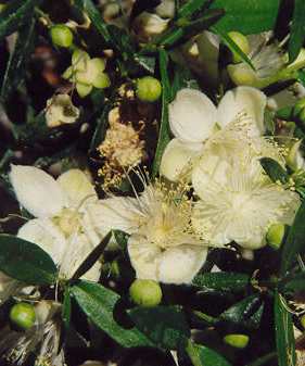 Myrtus communis: Myrtle shrub with flowers