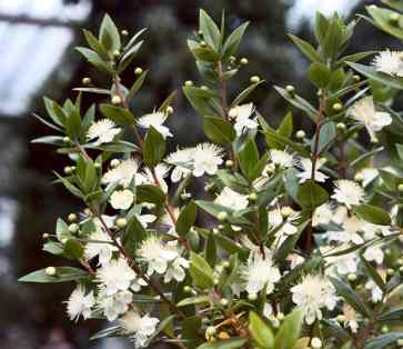 Myrtus communis: Myrtle shrub