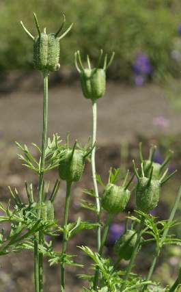 Nigella sativa: Unripe ‘Black Cumin Seeds’ capsules
