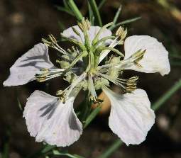 Nigella arvensis: Flower