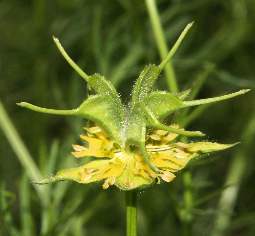 Nigella ciliaris: Flower