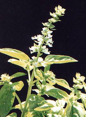 Ocimum basilicum: Basilikum (blühende Pflanze)