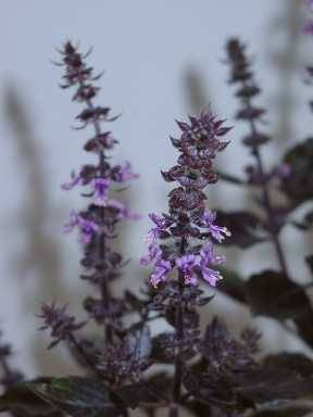 Ocimum canum x basilicum: Basil ‘Wild Purple’
