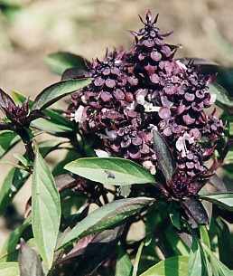Ocimum basilicum: Siam Queen Horapha Basilikum Blüten, โหระพา