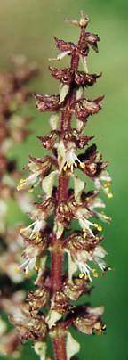 Ocimum gratissimum: Clove basil flower spike