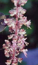 Ocimum sanctum/tenuiflorum: Holy Thai basil flower (krapow) กะเพรา