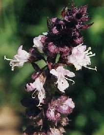 Ocimum basilicum: Mexican spice basil flower