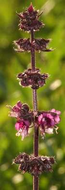 Ocimum basilicum: Purple basil inflorescence