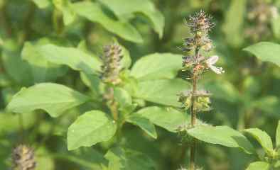 Ocimum tenuiflorum/sanctum: Wild (green-leaved) form of Indian Holy Basil