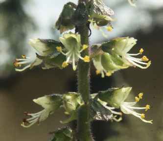 Ocimum gratissimum: Ostindisches Basilikum, Blüten-Stand