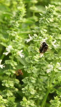 Ocimum basilicum: Bumblebee (Bumbus terrestris) visiting a basil flower