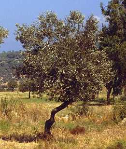 Olea europaea: Olivenbaum