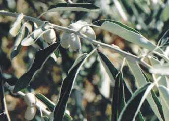 Olea europaea: Olive branch
