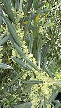 Olea europaea: Olivenzweig mit Blüten