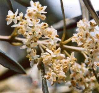 Olea europaea: Olive flowers
