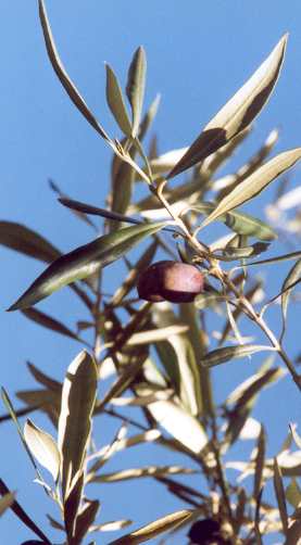 Olea europaea: Ripe olive