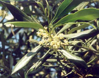 Olea europaea: Olive flowers