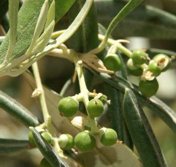Olea europaea: Embryonic olives
