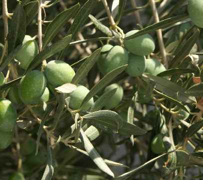 Olea europaea: Unreife Oliven