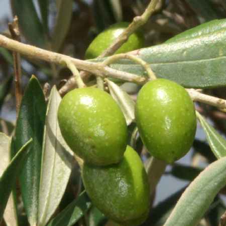 Olea europaea: Unripe olives