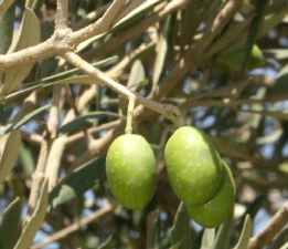 Olea europaea: Unripe olives