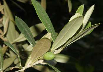 Olea europaea: Oiltree branch