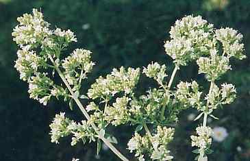 Origanum vulgare: Oregano plant with flowers