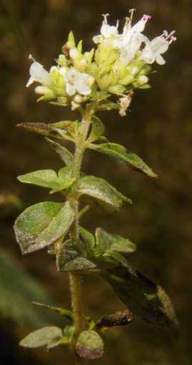 Origanum vulgare: Wilder Oregano aus Nepal, Blüten