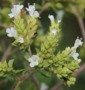 Origanum vulgare: Inflorescence of Himalayan oregano from Western Nepal