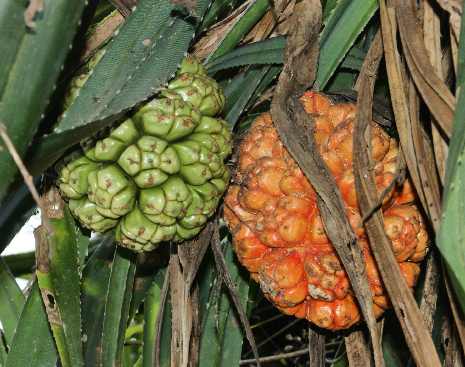 Pandanus odoratissimus: Pandanus fruits