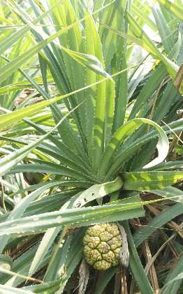 Pandanus odoratissimus: Screw palm with unripe fruit