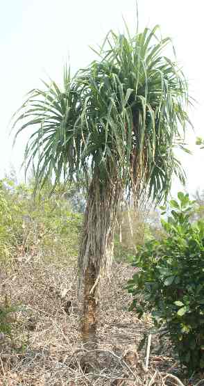 Pandanus odoratissimus: Screw palm tree