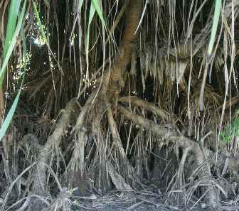 Pandanus odoratissimus: Prop roots of kewra