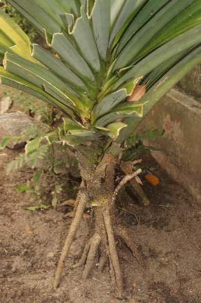 Pandanus amaryllifolius: Rampeh plant growing in Sri Lanka