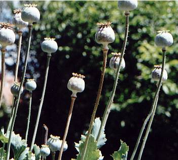 Papaver somniferum: Poppy plant