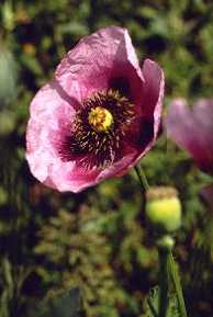 Papaver somniferum: Poppy flower